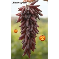 Bibit anggur importHalloween Ukraina. (hasil grafting) cepat berbuah