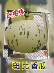 【紅樹林】  斑比哈密瓜(種子)白肉、綠肉~每份10粒