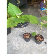 Pokok Buah Tin  Thailand