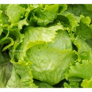 20pcs Iceberg Lettuce Seeds Garden Vegetable Crisphead Salad Green Leaf Seed