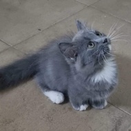 kucing Munchkin bsh / kucing cebol British longhair / kucing kaki pendek British shorthair