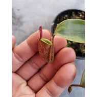 nepenthes ampullaria