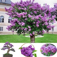 เมล็ดดอกไม้สวย เมล็ดพันธุ์ดอกกานพลู 50 Pcs Rare Lilac Seed Purple Lilac Flower Seeds Lilac Tree Seeds Plant Bonsai Home Garden Decor (ต้นไม้มงคล ต้นไม้ฟอกอากาศ เมล็ดพันธุ์พืช เมล็ดดอกไม้ พรรณไม้ ต้นไม้ ผักสวนครัว plants)