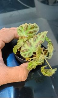 Begonia Dracopelta 龙胃秋海棠