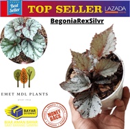 【Bayar Ditempat】TANAMAN HIAS BEGONIA REX TANAMAN HIDUP BEGONIA REX SILVER TANAMAN BEGONIA BAGUS BERKUALITAS