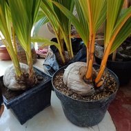 Bibit kelapa kembar tunas unik alami bahan bonsai