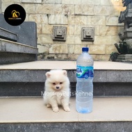 anjing dijual mini Pom Teacup stambum termurah !!!!