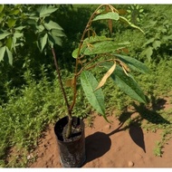 Anak pokok durian musang king D197