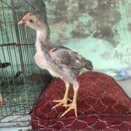 Anak ayam Birma Mangon berkualitas