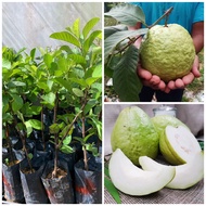 Anak pokok Jambu batu lohan @jambu lohan 1kg