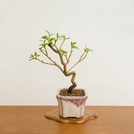 小品盆栽・李氏櫻桃