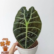 Alocasia watsoniana วอทโซเนียน่า