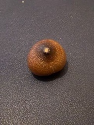 球齒龍-牙齒化石