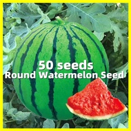Round Watermelon Seeds เมล็ดพันธุ์ แตงโม - 50 เมล็ด เมล็ดพันธุ์แตงโม F1 Hybrid Sweet Sugarbaby Watermelon Fruit Seeds Watermelon Plants Seeds for Planting Vegetables F1 เมล็ดพันธุ์ผัก เมล็ดพันธุ์ ผักสวนครัว ตราศรแดง เมล็ดพันธุ์ผลไม้ เมล็ดบอนสี ต้นไม้มงค