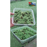 SUPER Azolla Premium Seeds 2 Cups 1000ml – Cultivated Broodstock, Safe to Ship 7–8 Days