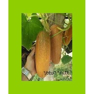 Vege Seeds (15pcs) / Old Cucumber / Timun Tua / 老黄瓜