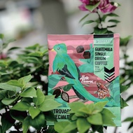 【尋品咖啡・兩件5折】精品濾掛式咖啡 - 瓜地馬拉 花神 10入盒