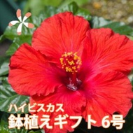 ハイビスカス 鉢 鉢植え 花 ロングライフハイビスカス 6号 6寸 お中元 誕生日 結婚記念日 父の日 お盆 おしゃれ ギフト 花ギフト