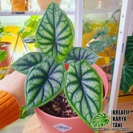 Terbaru Tanaman Hias Alocasia Dragon Scale - Alocasia Dragon Scale