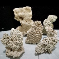 Karang laut dead rock 20 cm dekor aquarium