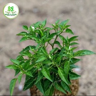 tanaman cabe rawit hijau / pohon cabe rawit hijau /cabe rawit