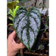 tanaman hias philodendron brandtianum jumbo jtnika 3591rj