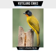 Burung Kutilang Emas Jantan Rawatan