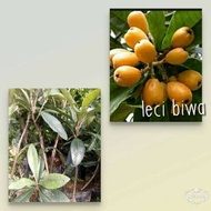 Bibit Leci Biwa/Leci Kuning