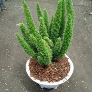 Squirrel tail cypress ornamental plant