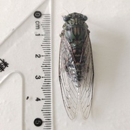 Mongolian Cold Cicada Grass Cicada Golden Cicada Black Cicada Specimen Ang Cicada Net Winged Cicada 