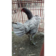 Ayam Bangkok - Telur Ayam Pakhoy Full Brakot Brutal - Telur Pakoi -