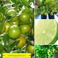 ANAK POKOK LIMAU NIPIS SEEDLESS HYBRID THAILAND Buah Buahan Fruits Live Plant [WEST MALAYSIA ONLY]