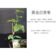 心栽花坊-黃金百香果(苗)售價100特價80