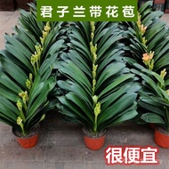 Gentle Orchid Courtyard Green Plant Boutique Potted Plant with Bud Indoor Living Room High-End Offic