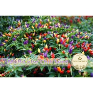 20pcs Seeds Cili Pelangi Multi color Bolivian Rainbow Chili Pepper Cili Cabai