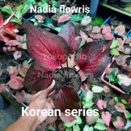 tanaman hias caladium/caladium Korean series/keladi Korean series