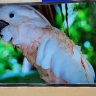 SONY KD-43X77L 43吋 4K Ultra HD 智能電視