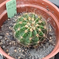 八卦癀 連盆寄送 1111111