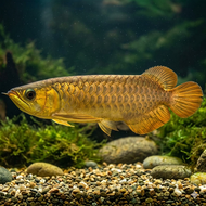 IKAN HIAS ARWANA RED BANJAR BANJARMASIN KALIMANTAN AROWANA AIR TAWAR - 40 CM