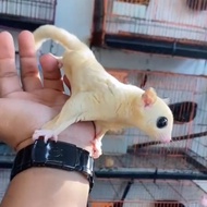 Sugar glider platinum mosaic high white