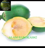 Buah pinang muda / Jambe muda 1 kg fresh segar