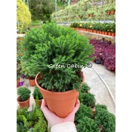 Round Pine Pokok Juniperus Pokok Rhu Bulat 圆柏树 Cameron [Potted Live Plant 盆栽 Pokok Bonsai Anak Pokok