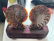 天然鸚鵡螺化石擺件