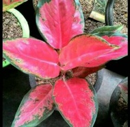 BIBIT BUNGA AGLONEMA RED CHOCIN