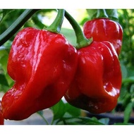 Unik Bibit   Benih  Seeds Cabe Hias Red Habanero Pepper Mudah Cabe Unik Murah