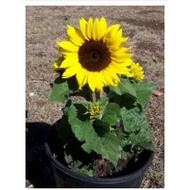 sunflower Dwarf sunflowers SEED (Helianthus annuus ) bunga seed