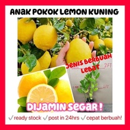 Rina • anak pokok lemon kuning australia • dijamin segar fruit sapling fruits tree hybrid cepat berbuah lebat live plant