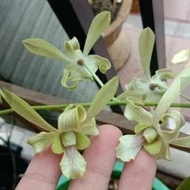 Terjangkau Anggrek Dendrobium Capung Kapuas