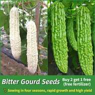 [100% Original] Bitter Gourd Seeds for Planting Vegetable Plants Ampalaya Hybrid F1 Seeds White Bitt