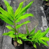 Pokok Bonglai(Anak Pokok Bonglai)